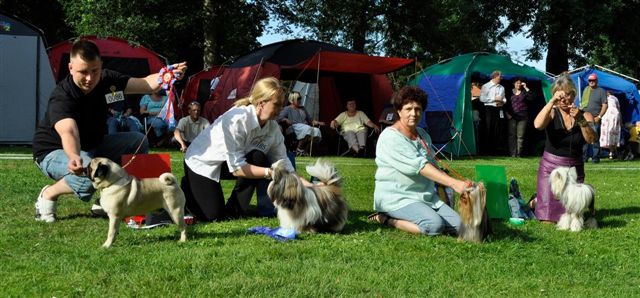 Shih Tzu Danmark Grenaa
